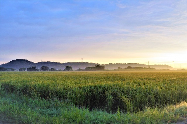 朝の田園風景